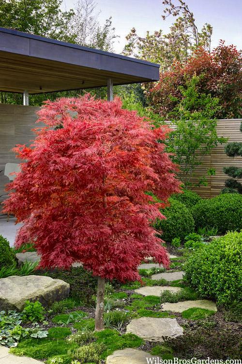 Acer Palmatum - View 33 from www redcrocus com