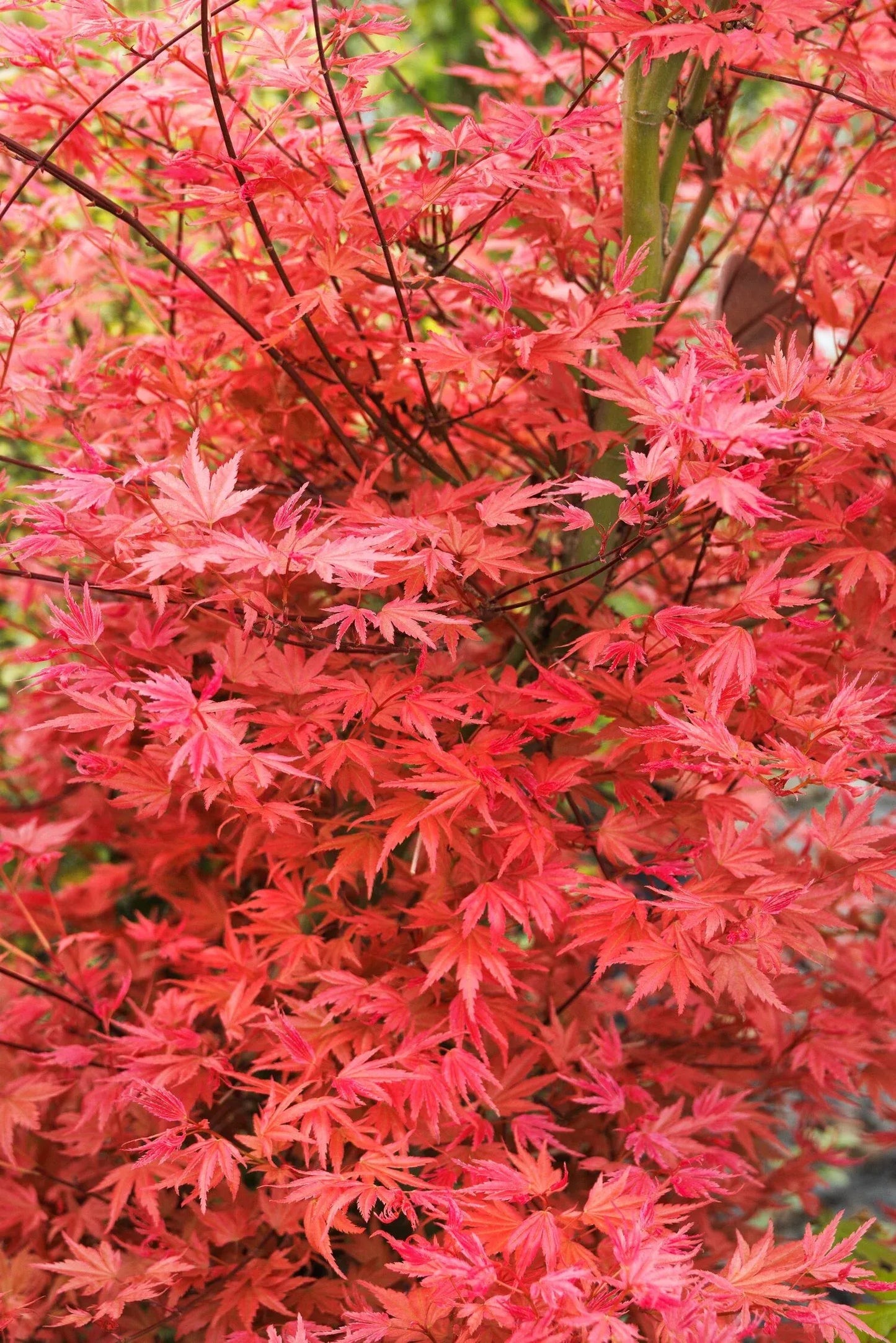 Acer Palmatum - View 35 from www redcrocus com