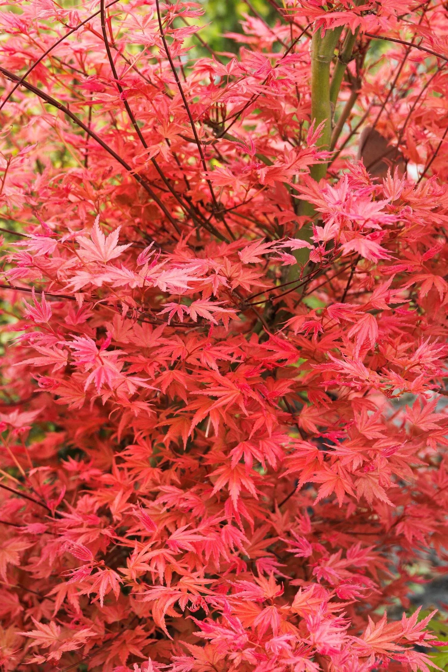 Acer Palmatum - View 35 from www redcrocus com