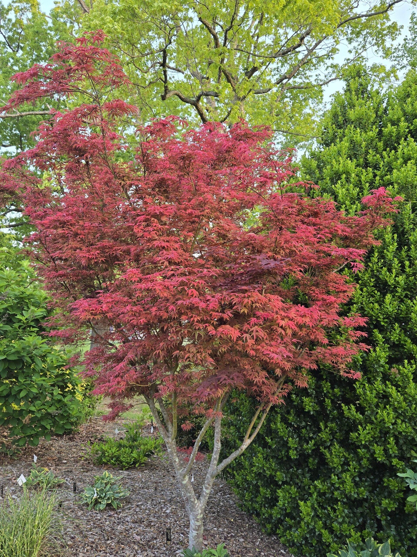 Acer Palmatum - View 36 from www redcrocus com