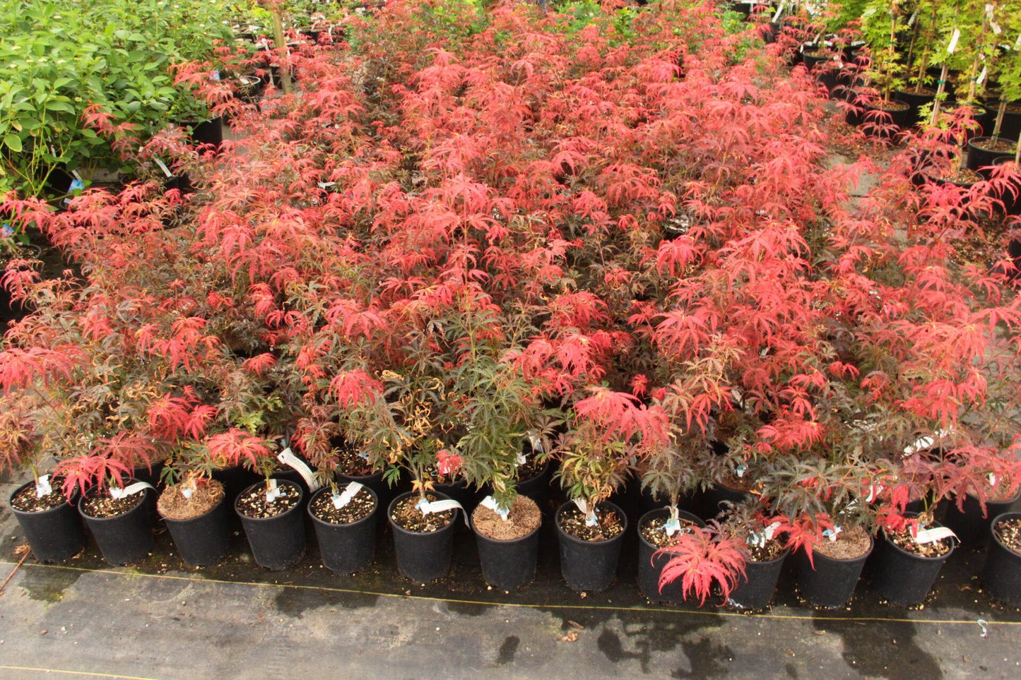 Acer Palmatum - View 37 from www redcrocus com