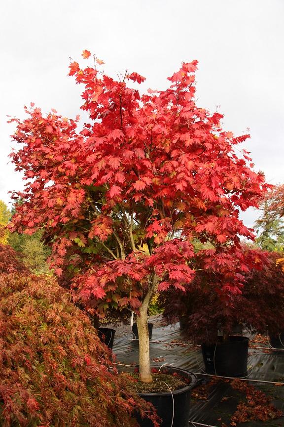 Acer Palmatum - View 38 from www redcrocus com