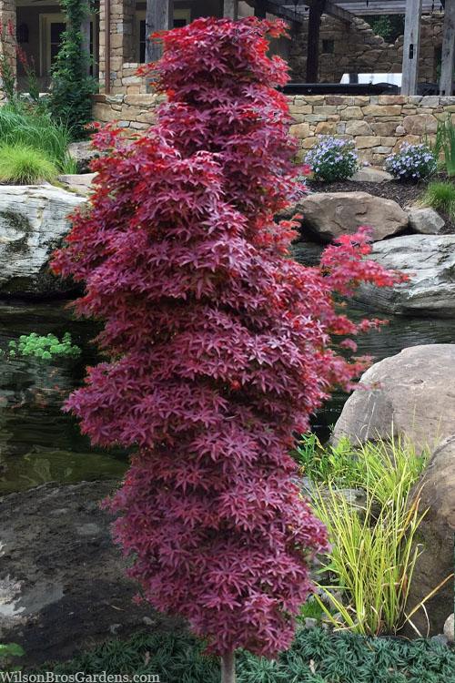 Acer Palmatum - View 39 from www redcrocus com