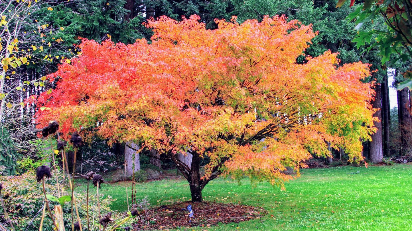 Acer Palmatum - View 3 from www redcrocus com