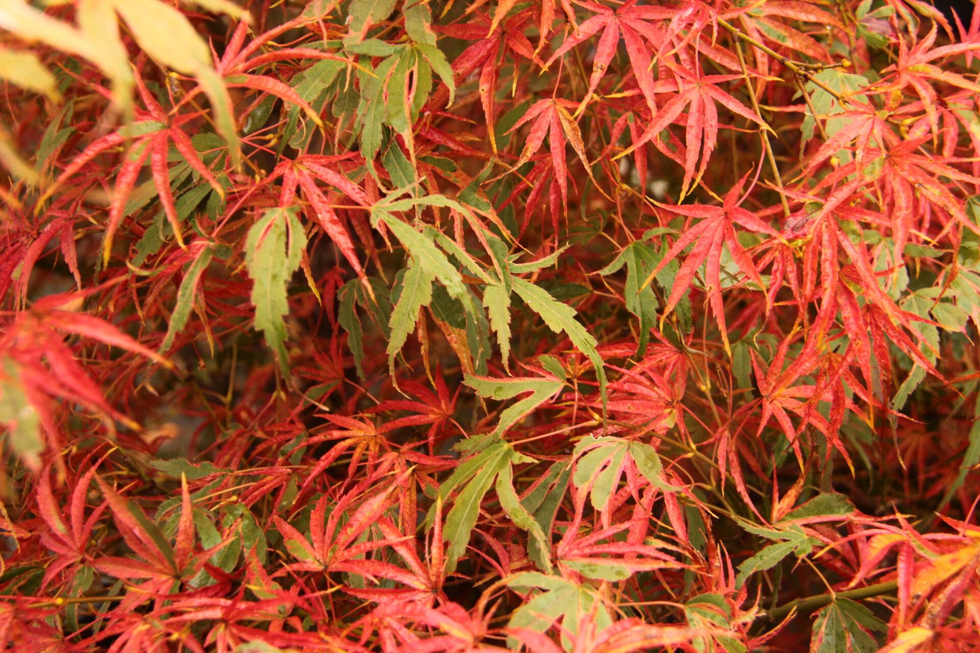 Acer Palmatum - View 5 from www redcrocus com