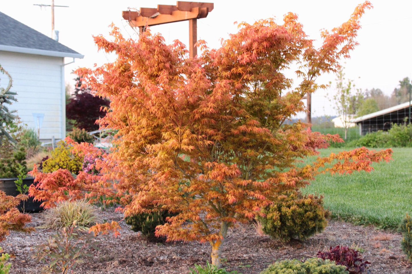 Acer Palmatum - View 6 from www redcrocus com