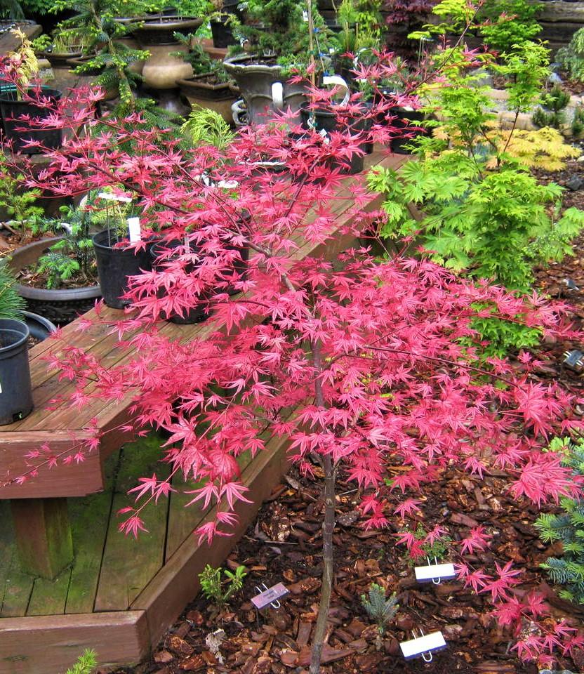 Acer Palmatum - View 7 from www redcrocus com