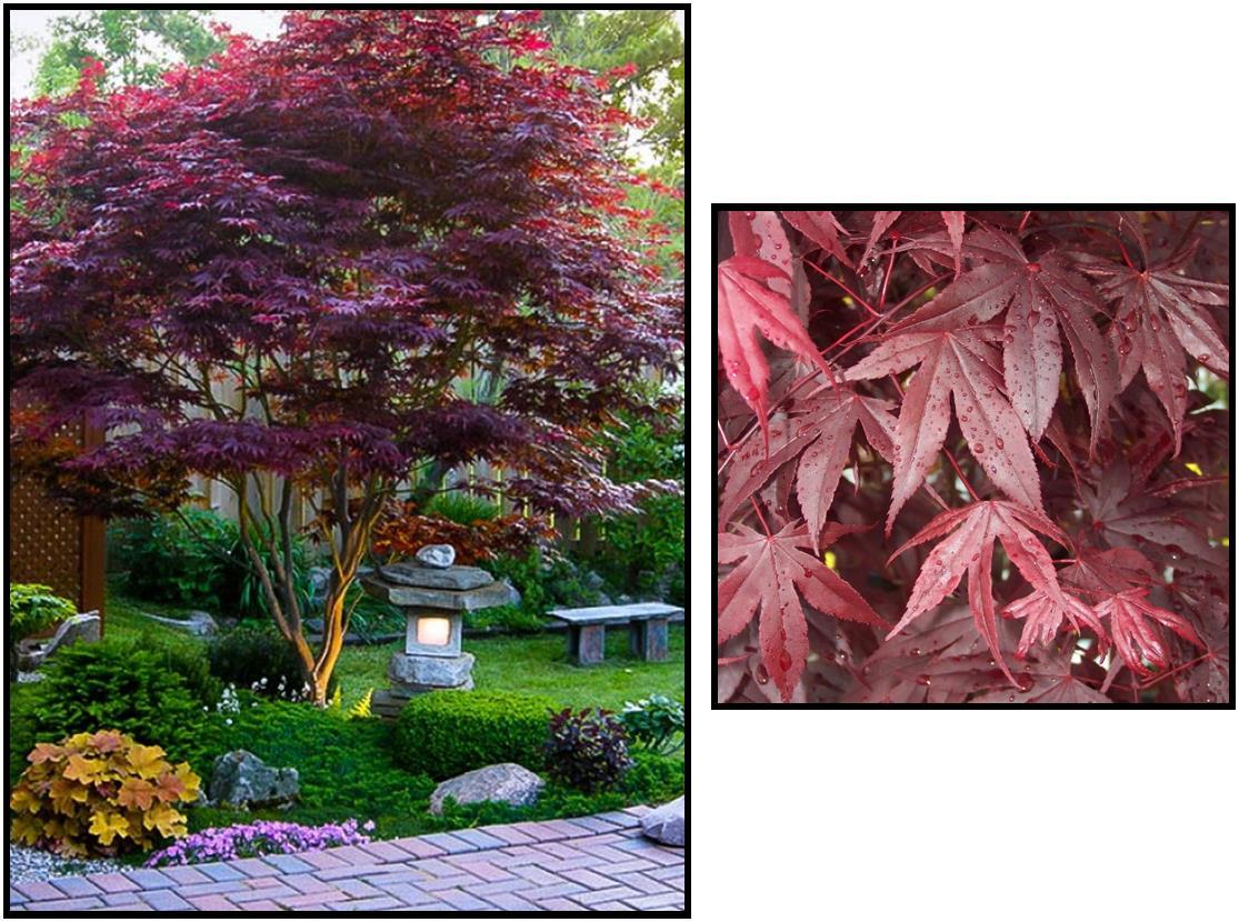Acer Palmatum 'bloodgood' - View 10 from www redcrocus com
