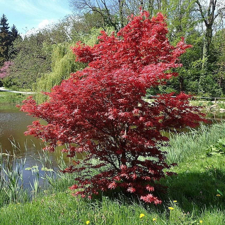 Acer Palmatum 'bloodgood' - View 17 from www redcrocus com