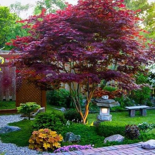 Acer Palmatum 'bloodgood' - View 1 from www redcrocus com