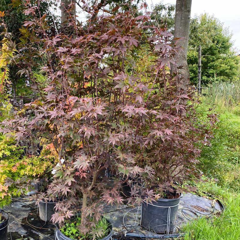 Acer Palmatum 'bloodgood' - View 21 from www redcrocus com