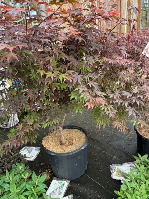 Acer Palmatum 'bloodgood' - View 23 from www redcrocus com