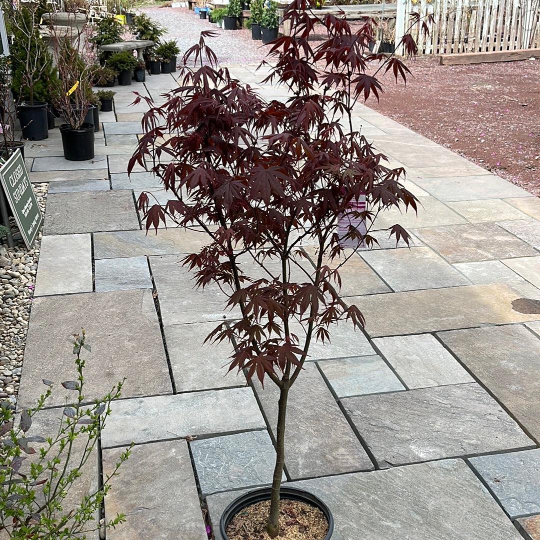Acer Palmatum 'bloodgood' - View 28 from www redcrocus com
