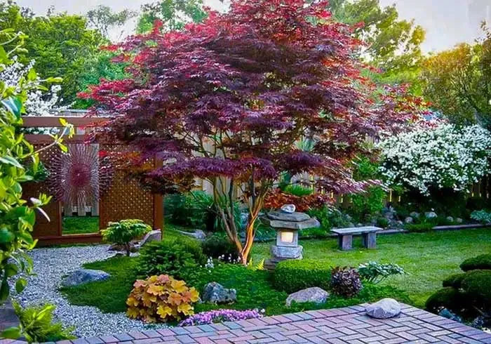 Acer Palmatum 'bloodgood' - View 29 from www redcrocus com
