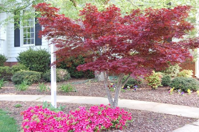 Acer Palmatum 'bloodgood' - View 32 from www redcrocus com