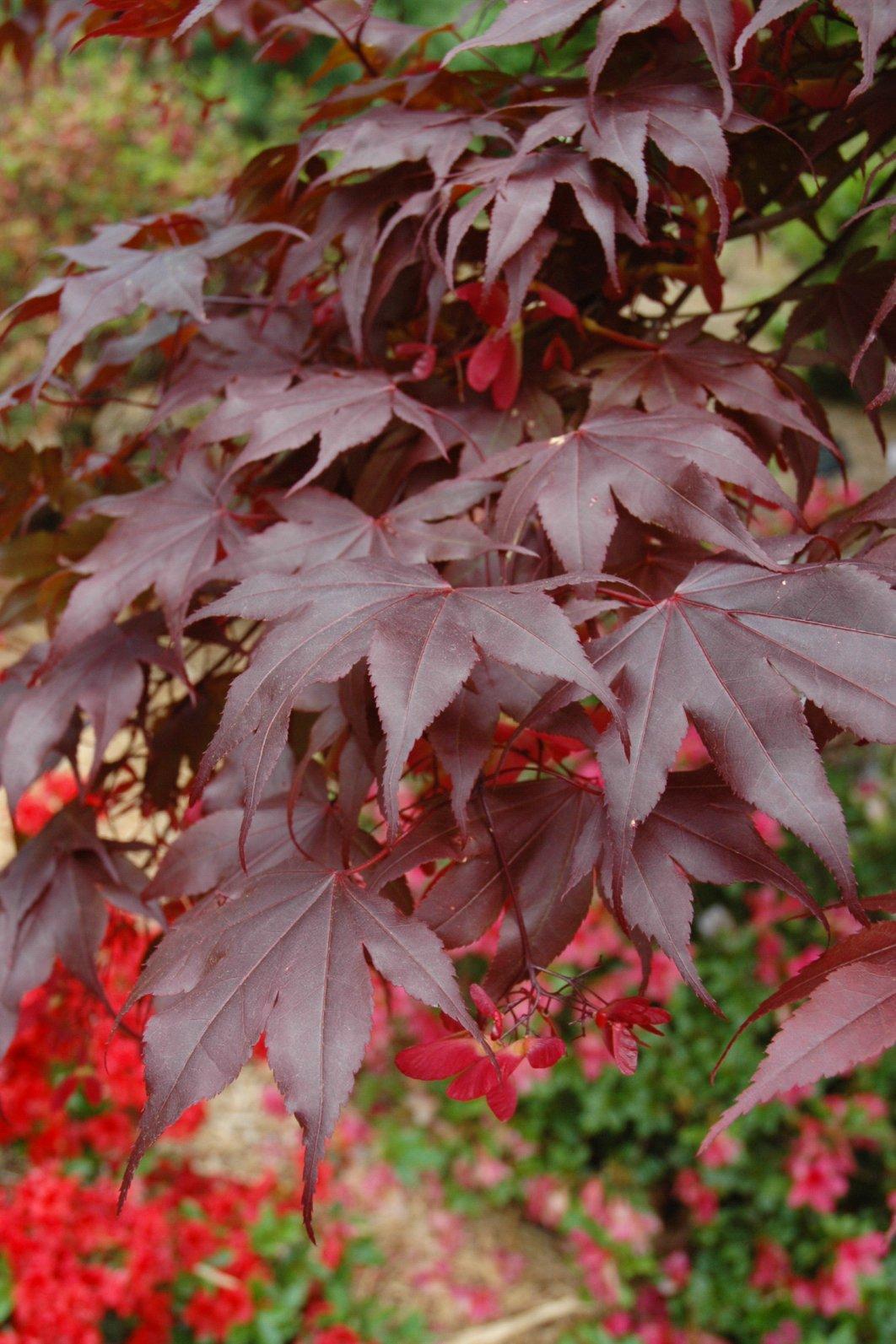 Acer Palmatum 'bloodgood' - View 35 from www redcrocus com
