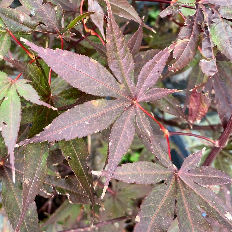Acer Palmatum 'bloodgood' - View 40 from www redcrocus com