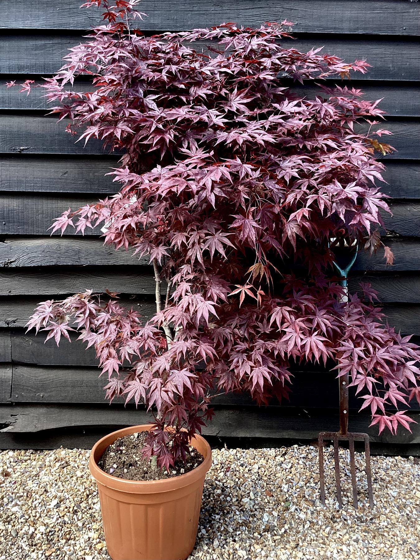 Acer Palmatum 'bloodgood' - View 9 from www redcrocus com