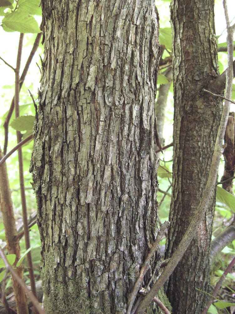 Ostrya Virginiana - View 10 from www redcrocus com