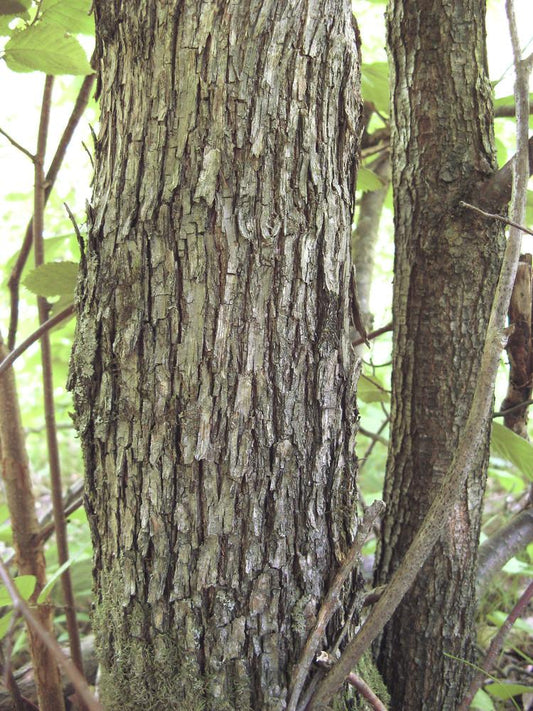 Ostrya Virginiana - View 10 from www redcrocus com