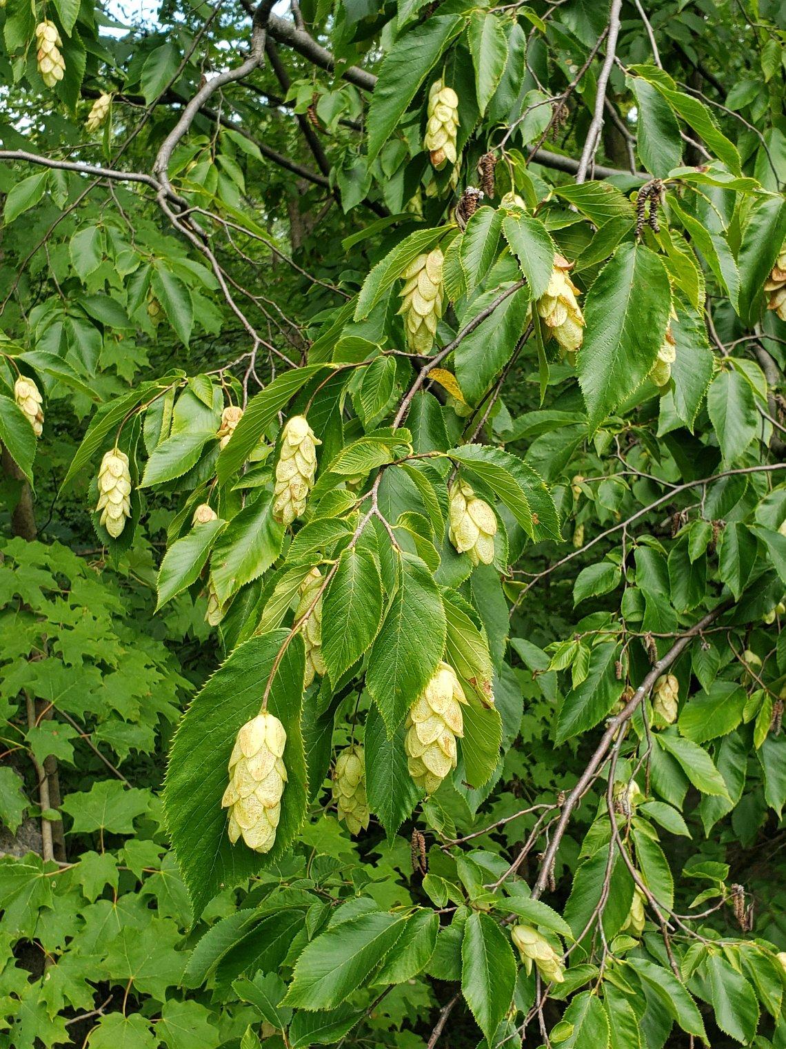 Ostrya Virginiana - View 18 from www redcrocus com