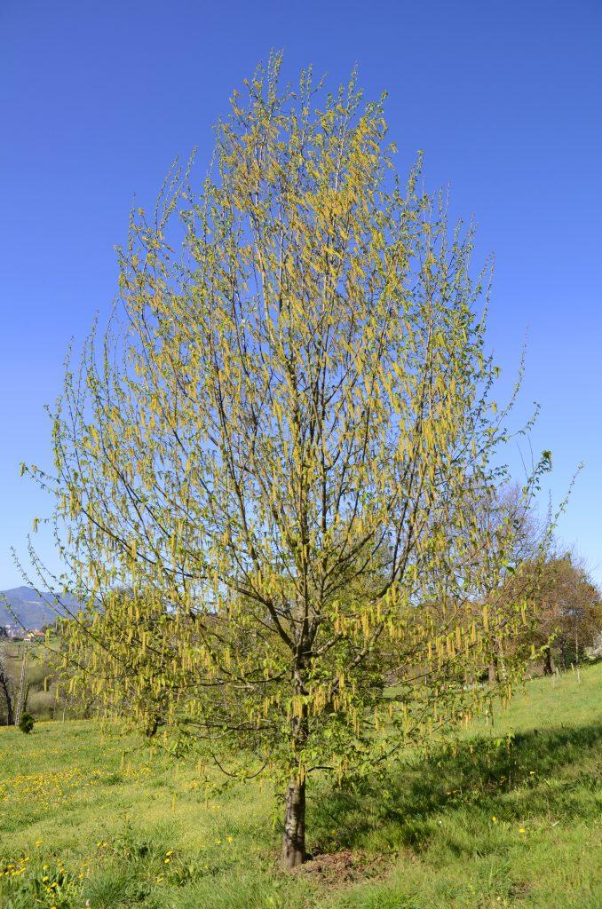 Ostrya Virginiana - View 21 from www redcrocus com