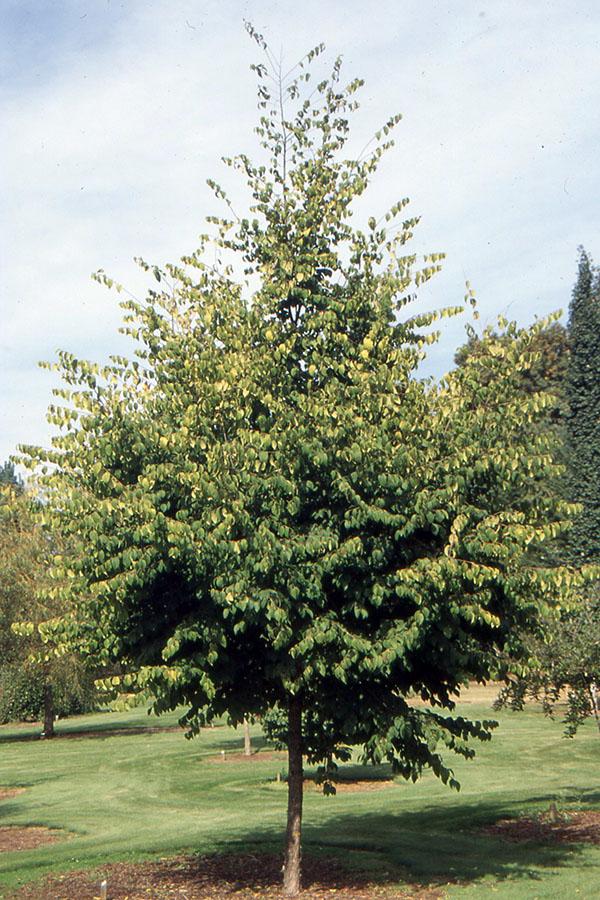 Ostrya Virginiana - View 4 from www redcrocus com
