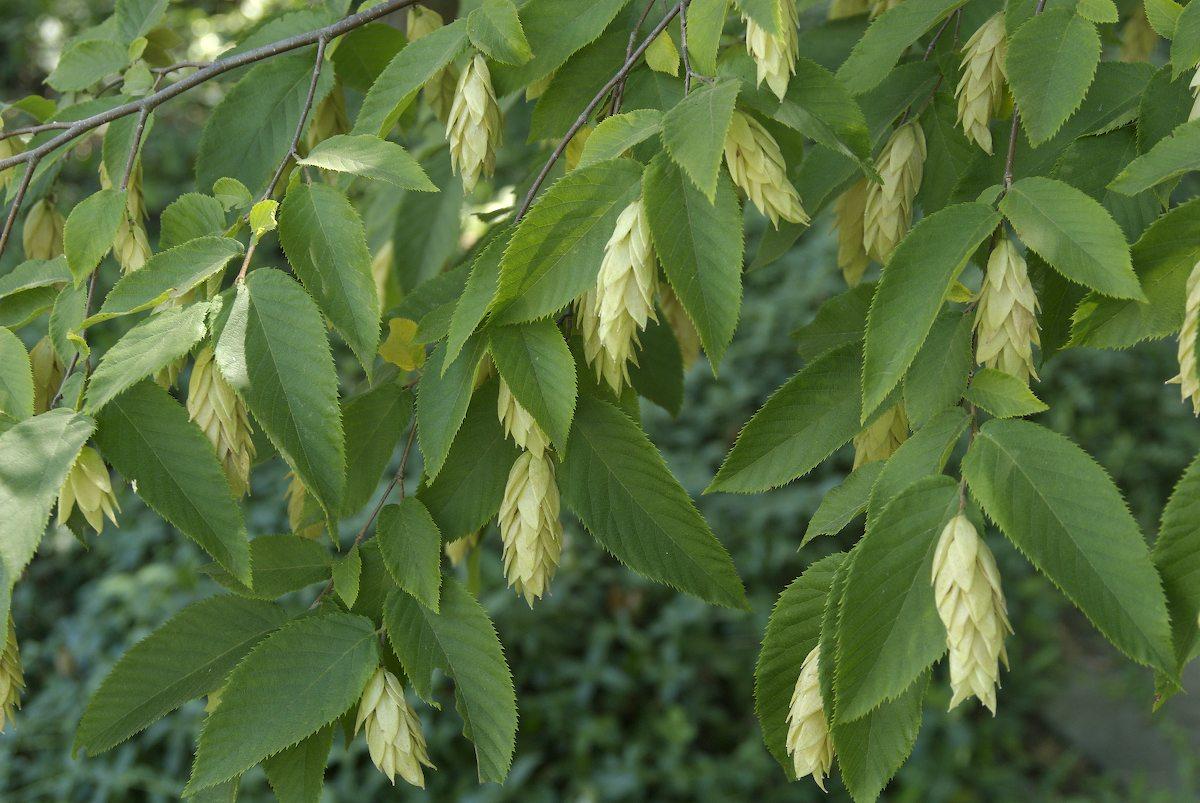 Ostrya Virginiana - View 6 from www redcrocus com