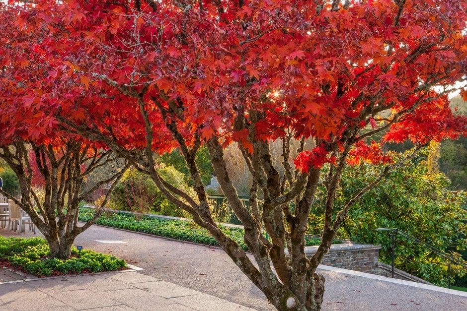 Acer Palmatum 'osakazuki' - View 10 from www redcrocus com