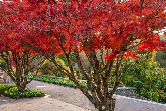 Acer Palmatum 'osakazuki' - View 10 from www redcrocus com