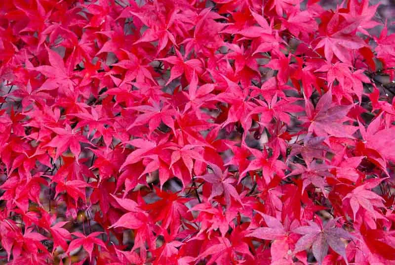 Acer Palmatum 'osakazuki' - View 12 from www redcrocus com