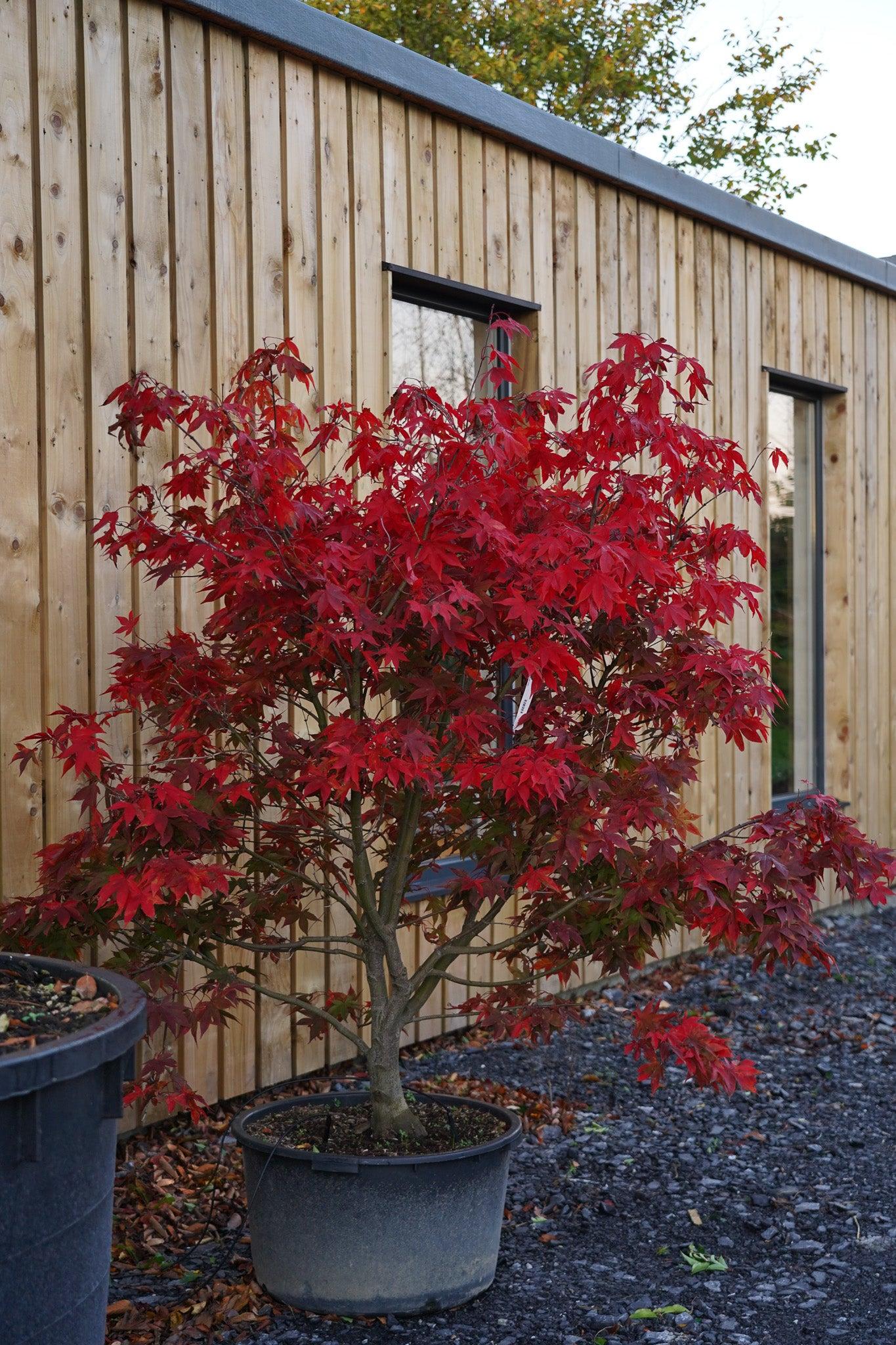 Acer Palmatum 'osakazuki' - View 15 from www redcrocus com