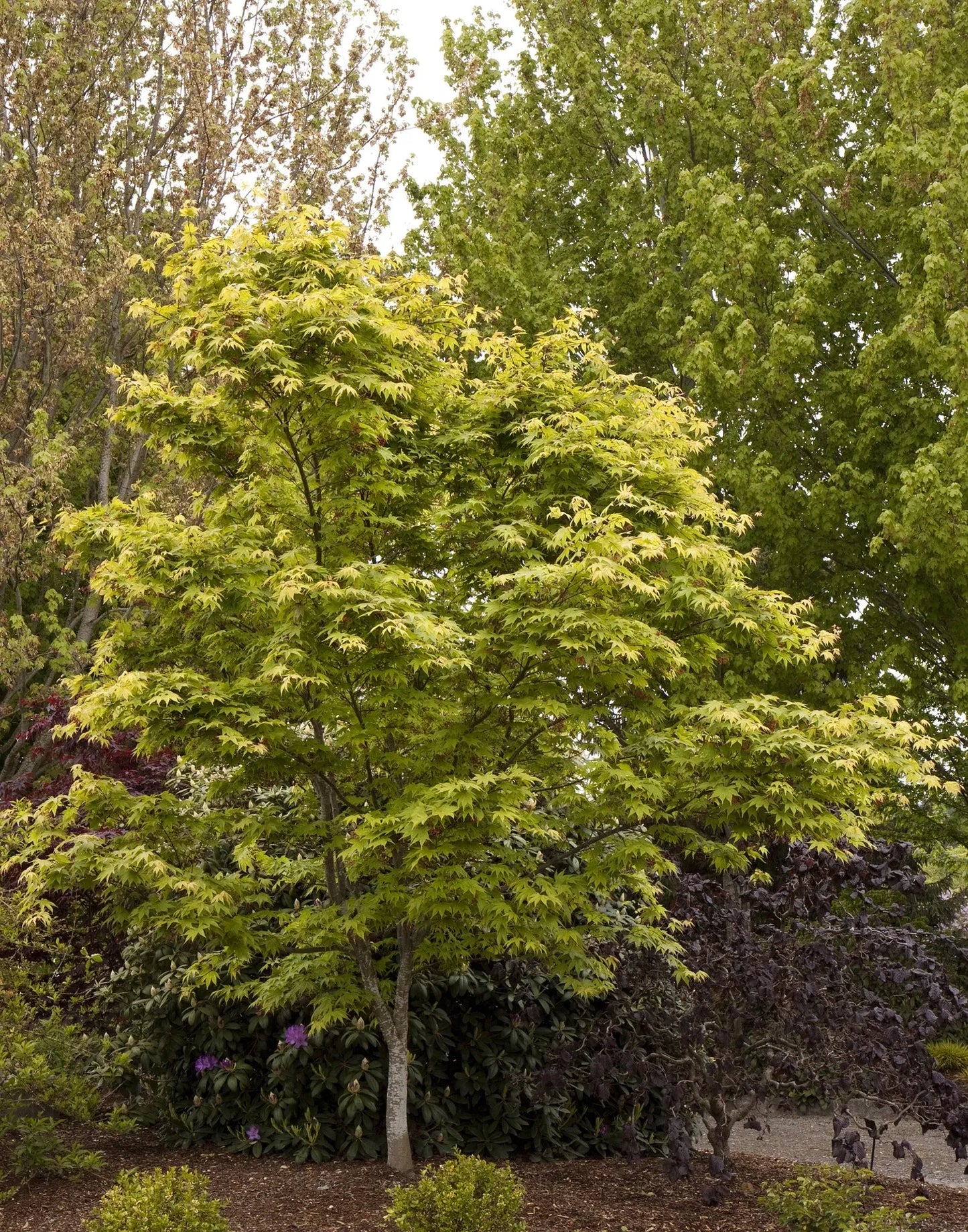 Acer Palmatum 'osakazuki' - View 16 from www redcrocus com