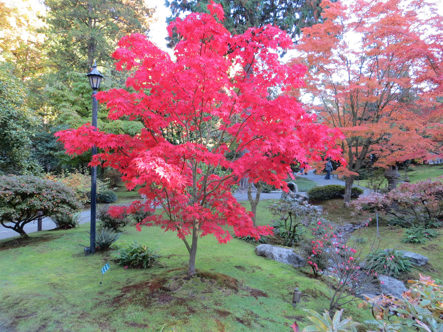 Acer Palmatum 'osakazuki' - View 17 from www redcrocus com