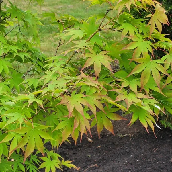 Acer Palmatum 'osakazuki' - View 18 from www redcrocus com