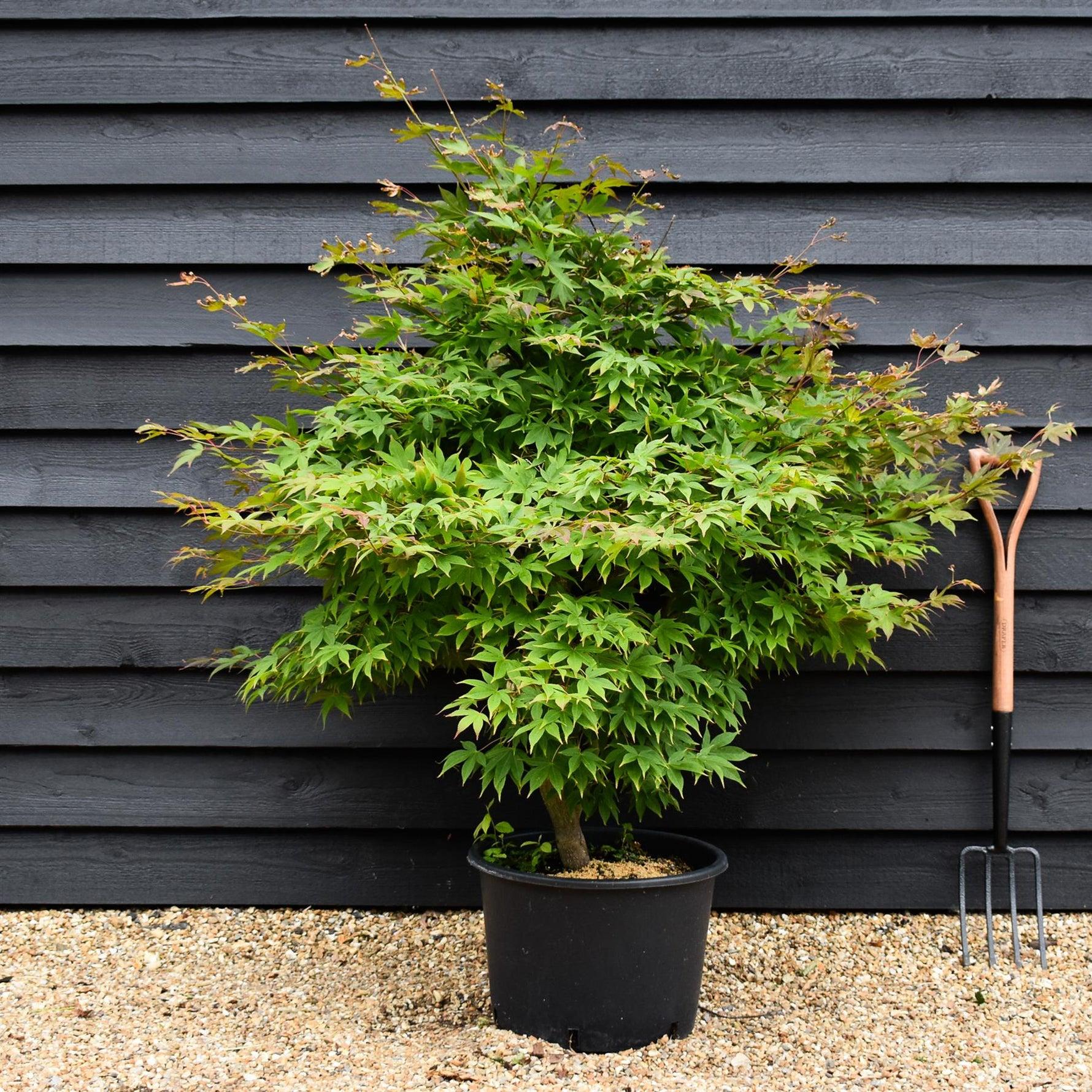 Acer Palmatum 'osakazuki' - View 19 from www redcrocus com