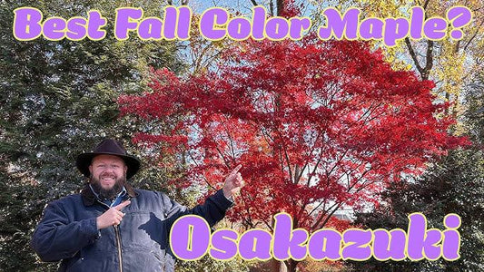 Acer Palmatum 'osakazuki' - View 1 from www redcrocus com