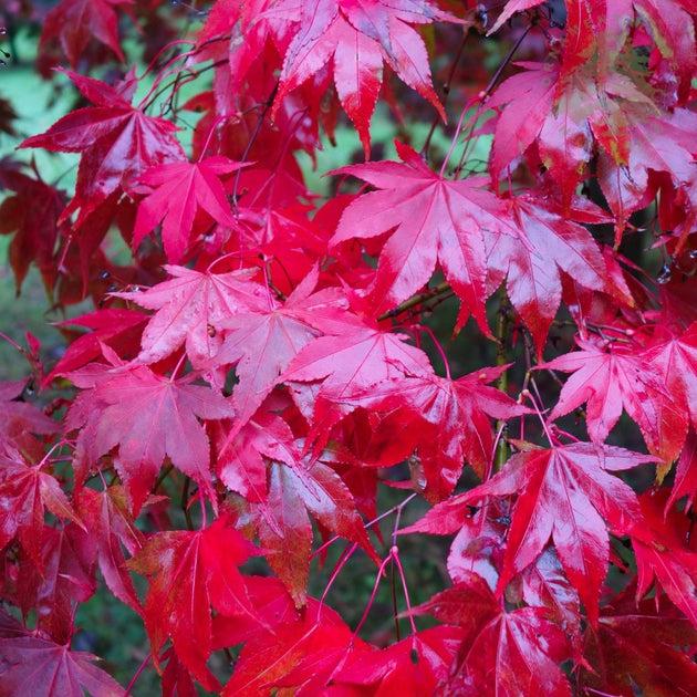 Acer Palmatum 'osakazuki' - View 21 from www redcrocus com