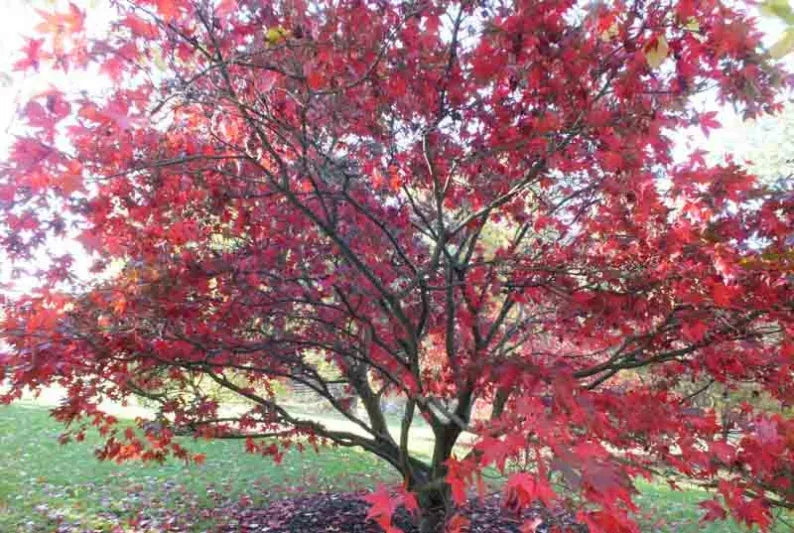 Acer Palmatum 'osakazuki' - View 22 from www redcrocus com