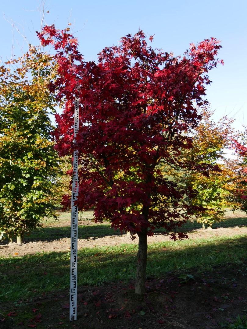 Acer Palmatum 'osakazuki' - View 24 from www redcrocus com