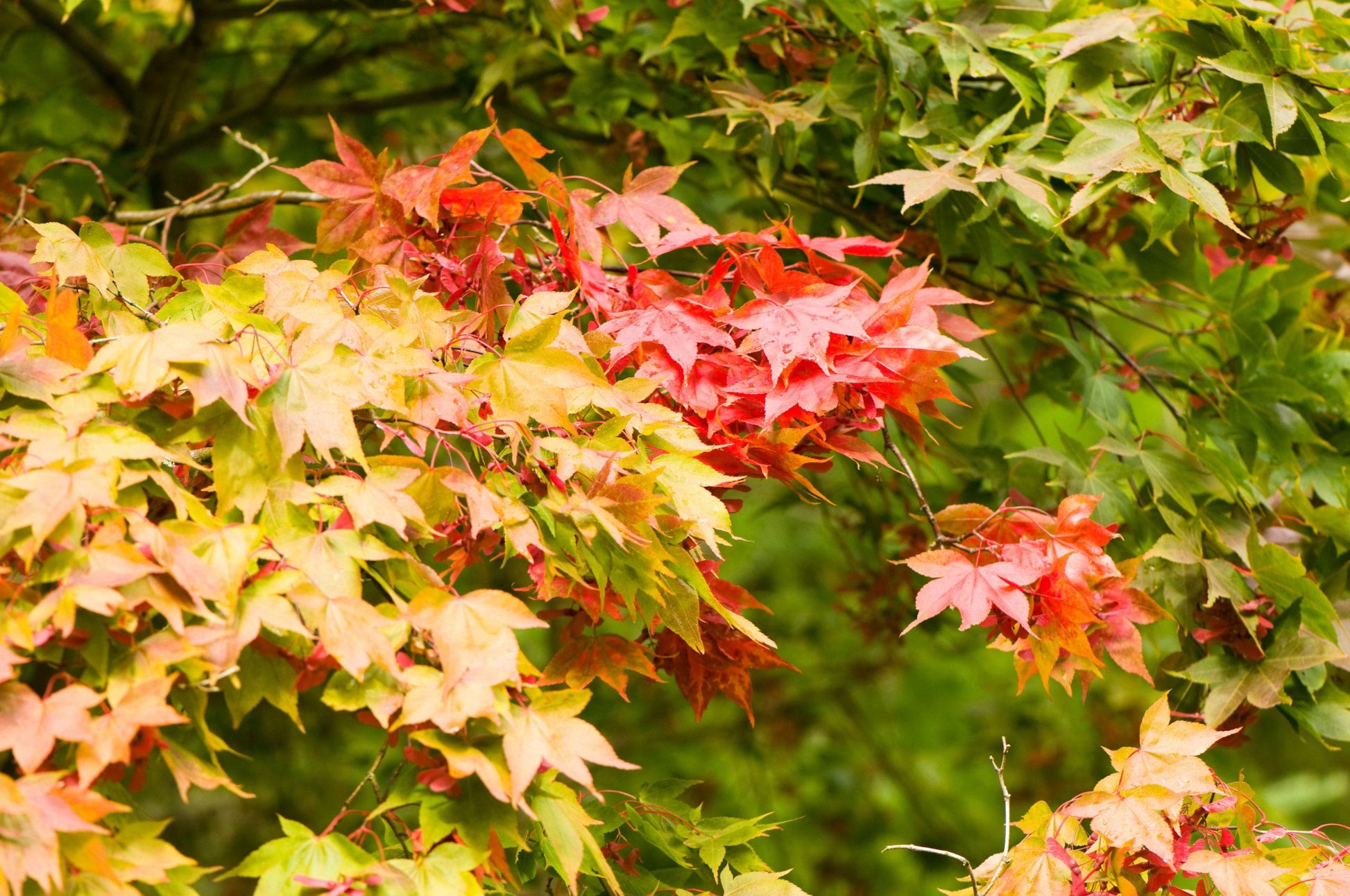 Acer Palmatum 'osakazuki' - View 25 from www redcrocus com