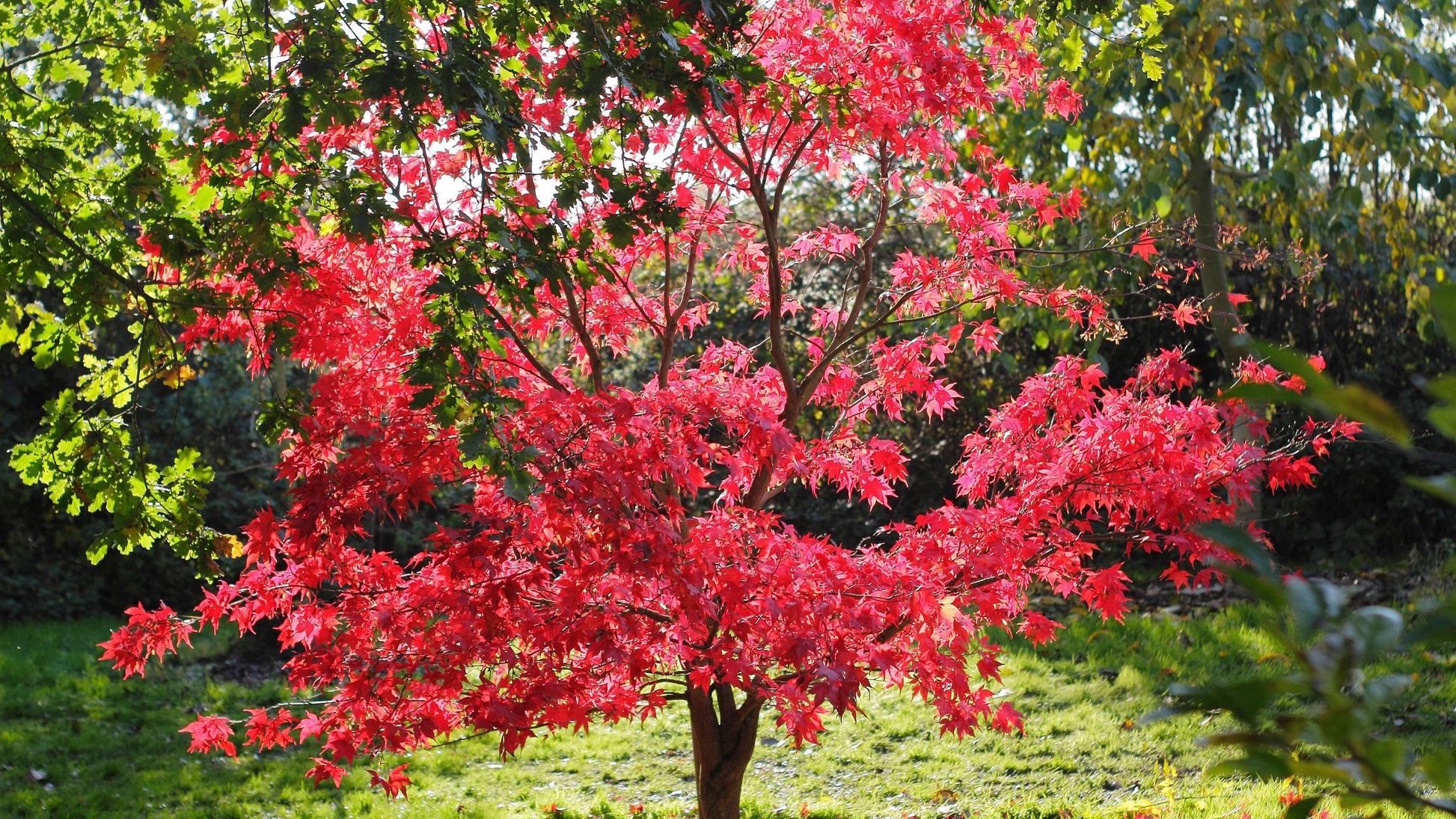 Acer Palmatum 'osakazuki' - View 26 from www redcrocus com