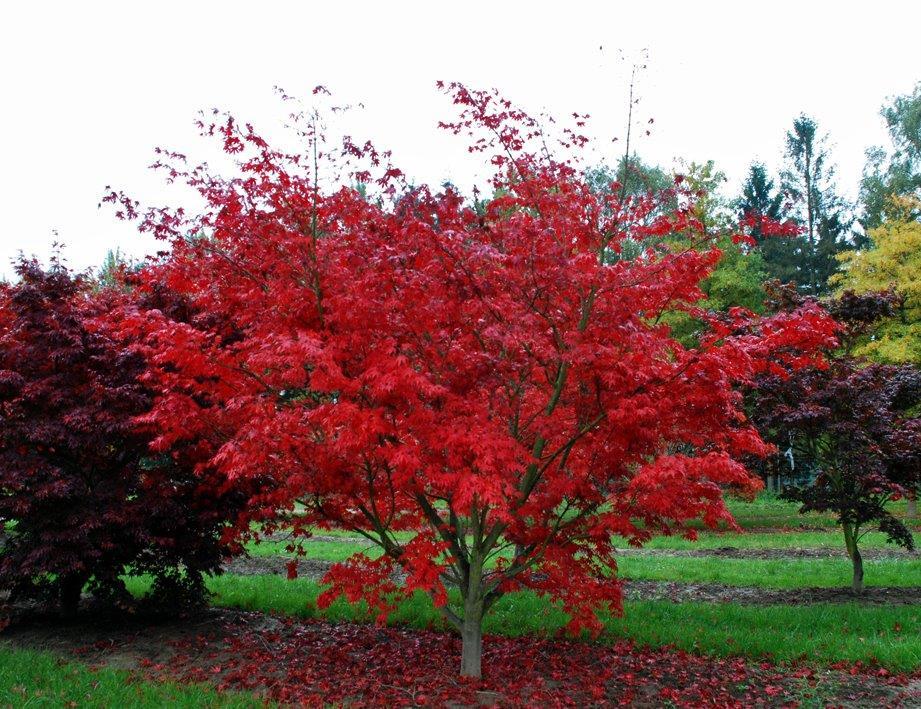 Acer Palmatum 'osakazuki' - View 27 from www redcrocus com