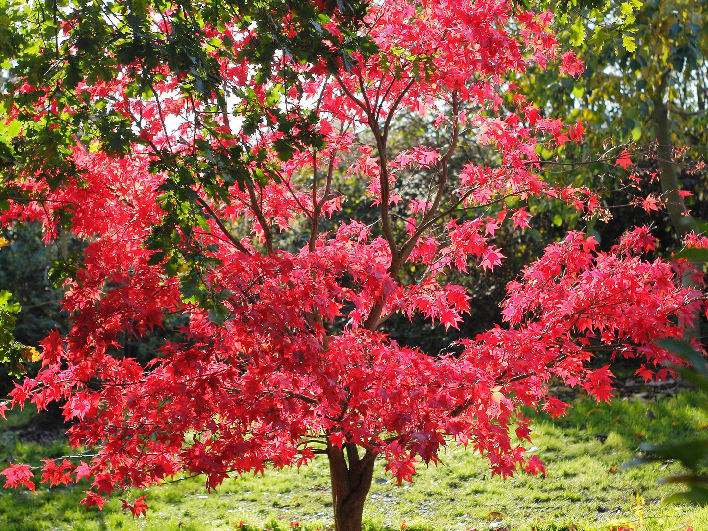 Acer Palmatum 'osakazuki' - View 28 from www redcrocus com