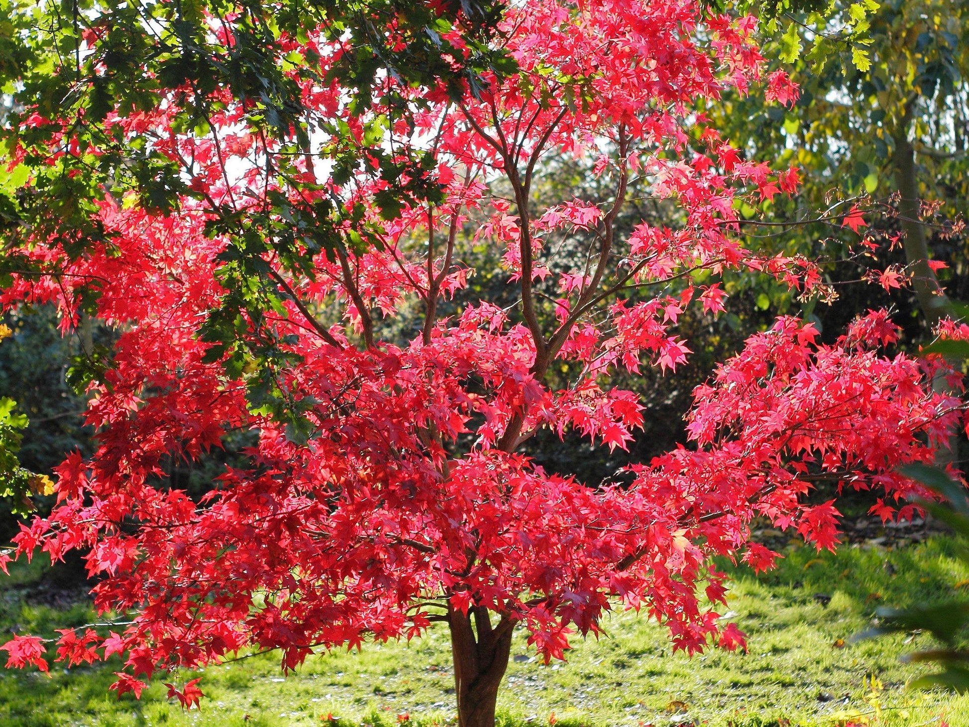 Acer Palmatum 'osakazuki' - View 28 from www redcrocus com
