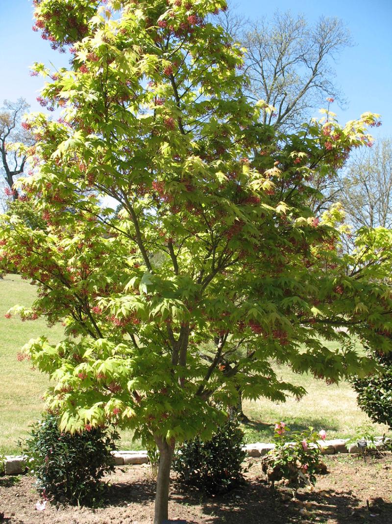 Acer Palmatum 'osakazuki' - View 29 from www redcrocus com