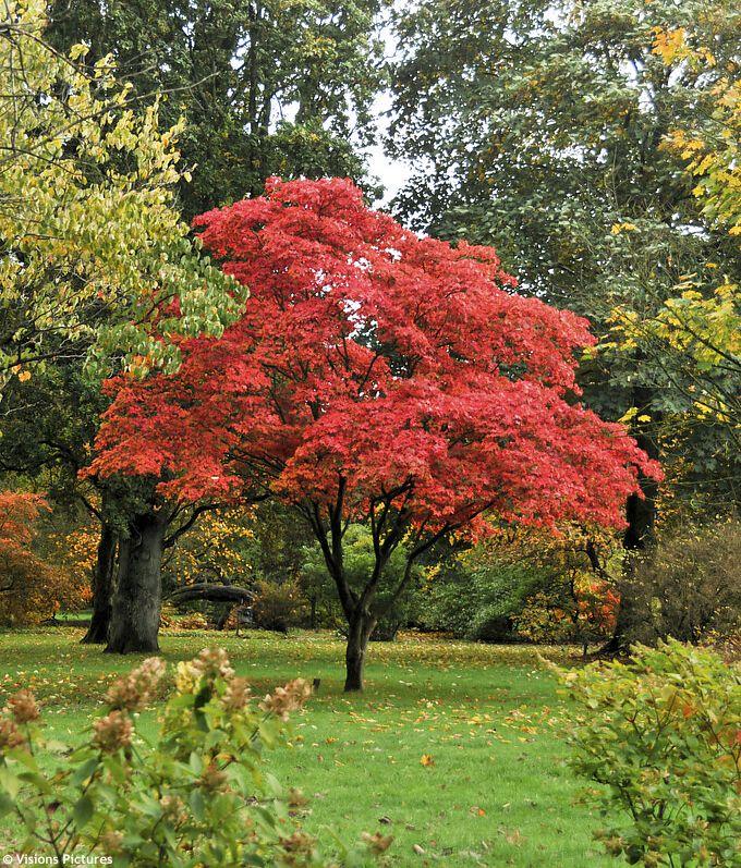Acer Palmatum 'osakazuki' - View 30 from www redcrocus com