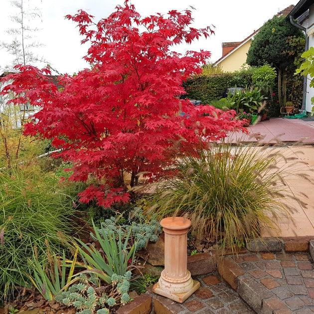 Acer Palmatum 'osakazuki' - View 32 from www redcrocus com