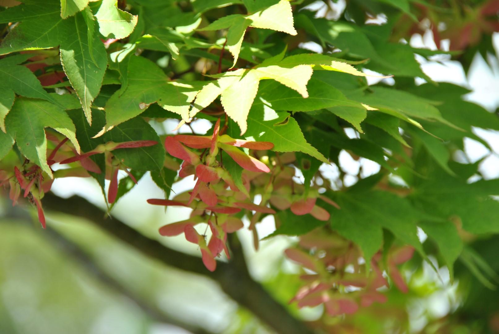 Acer Palmatum 'osakazuki' - View 34 from www redcrocus com