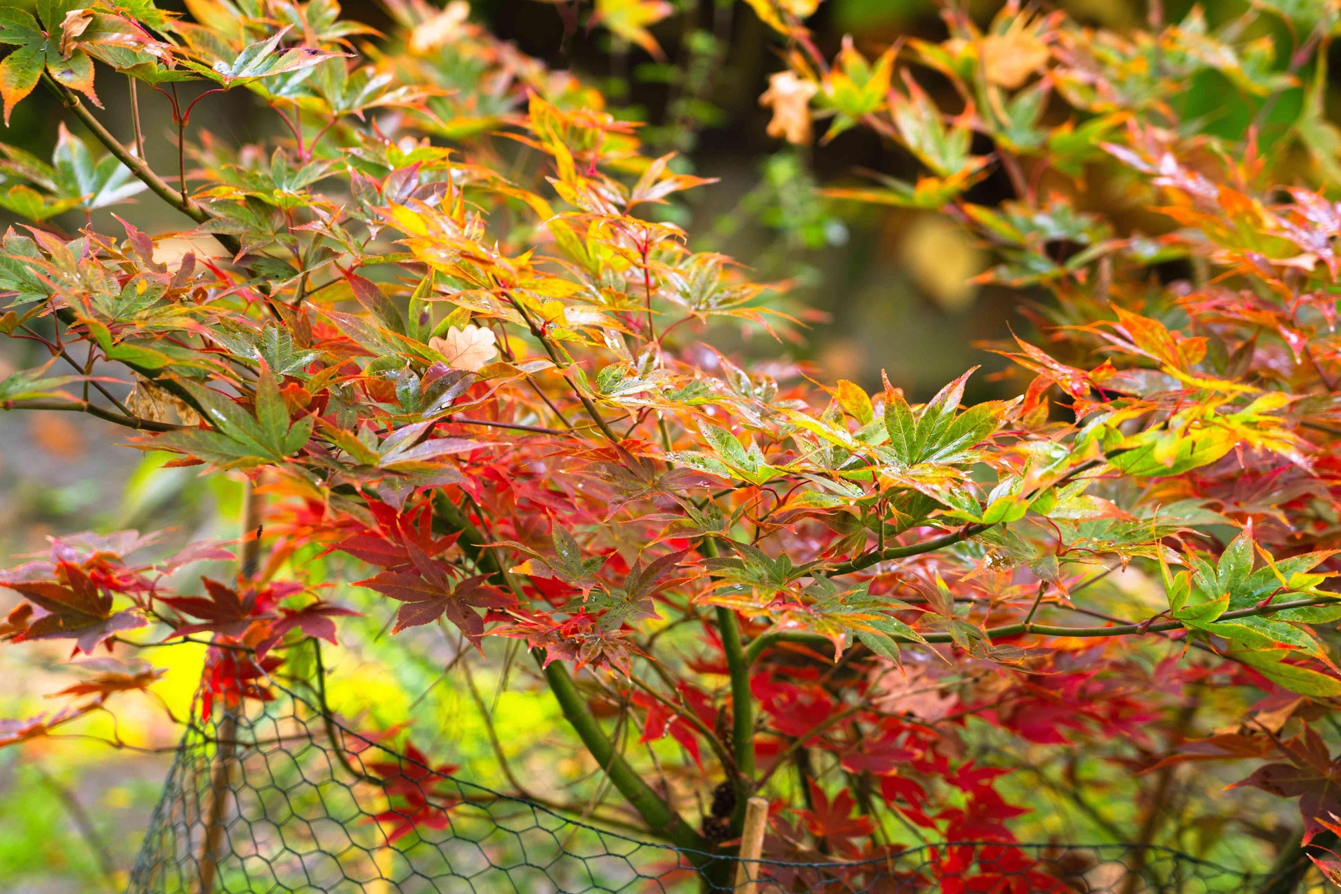 Acer Palmatum 'osakazuki' - View 35 from www redcrocus com